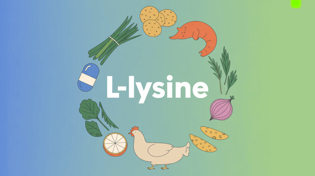 L lysine complements et sources vegetales animales en cercle