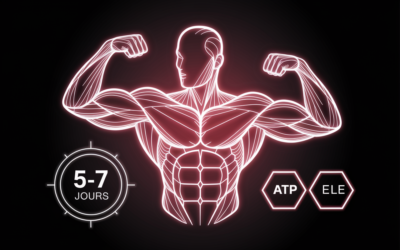 qu est ce que la creatine schema atp phosphocreatine